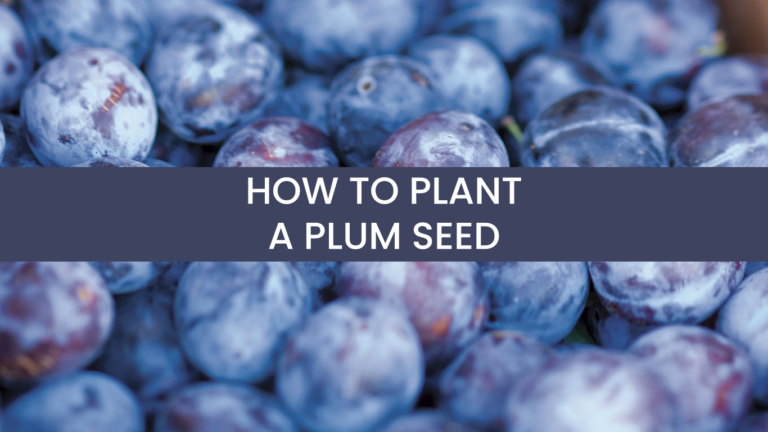 How To Plant A Plum Seed