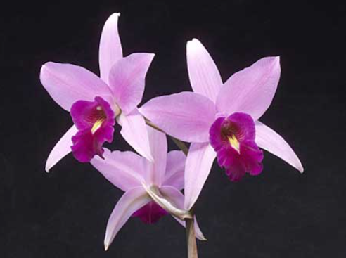 Mexican Laelia Orchid