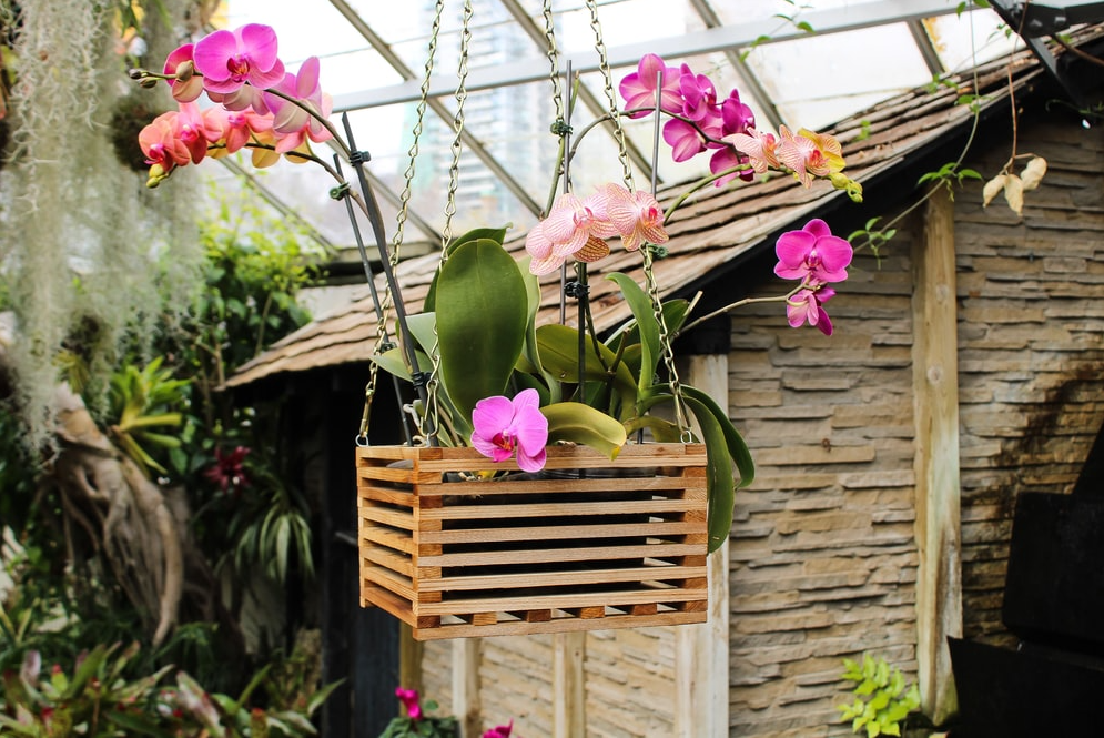 Orchid Mounting Ideas