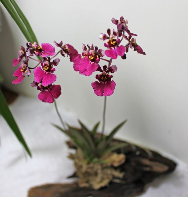 Tolumnia Orchid
