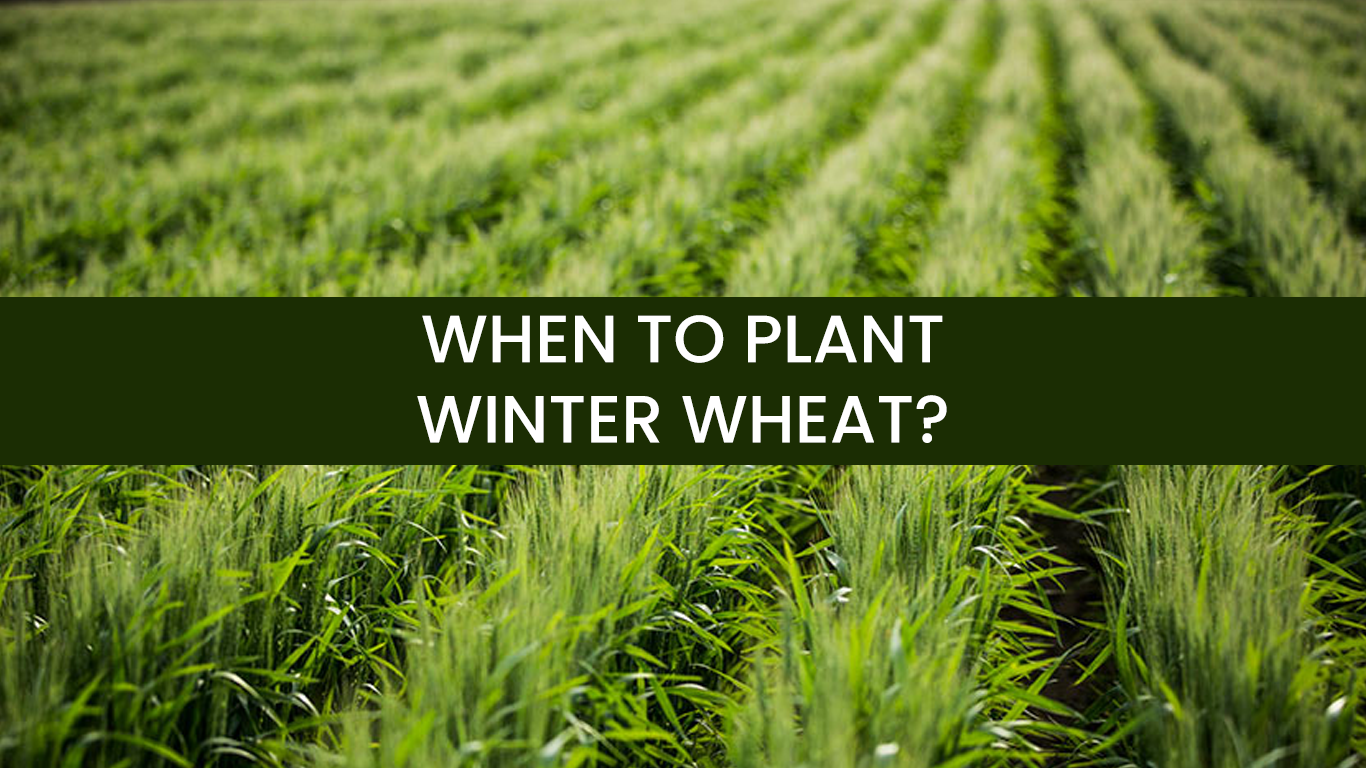 When To Plant Winter Wheat