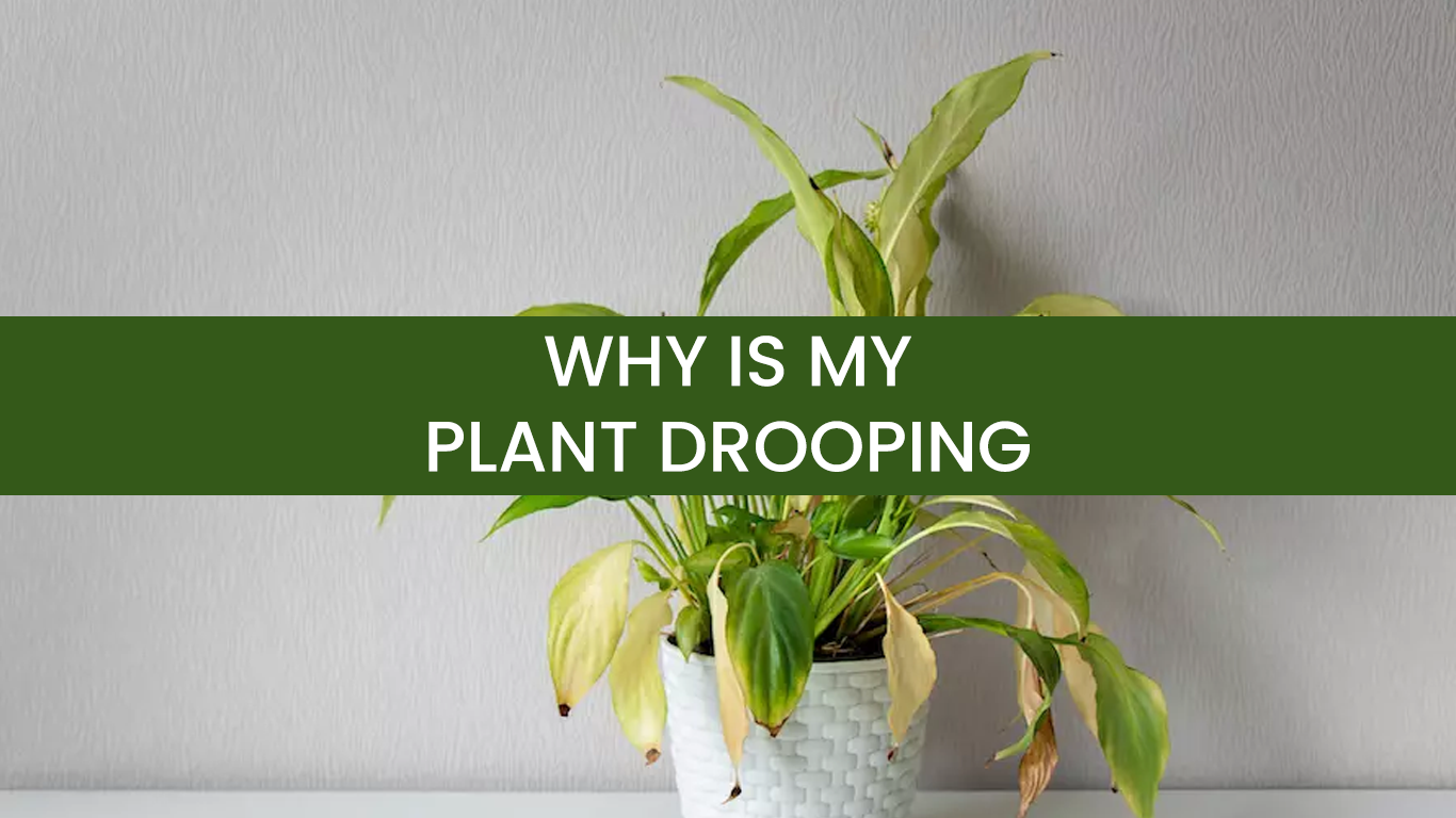 Why Is My Plant Drooping