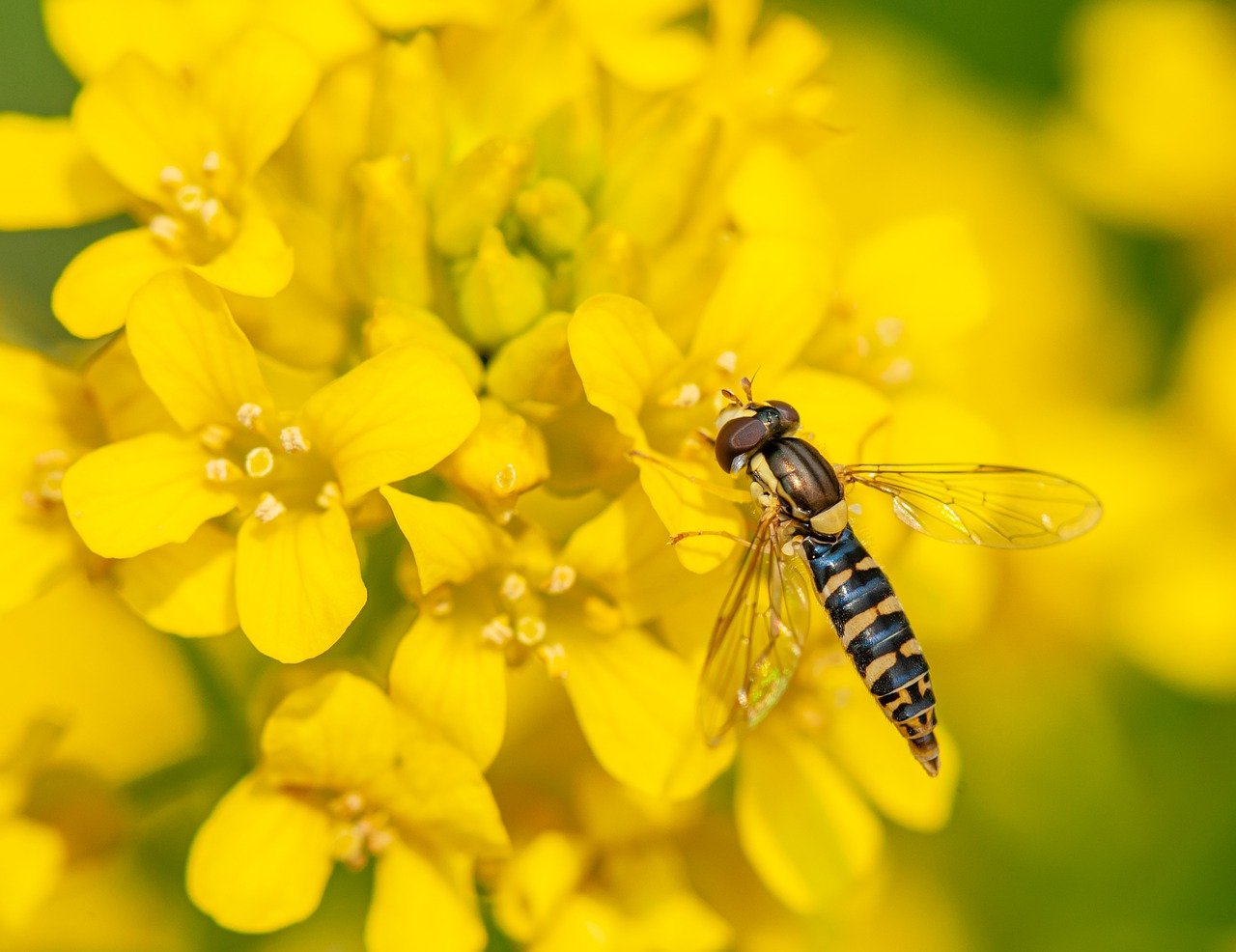 What and How Are Hoverflies?