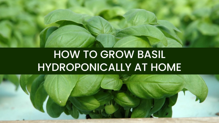 How To Grow Basil Hydroponically at Home