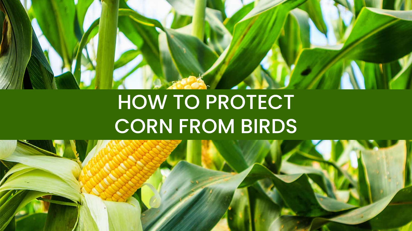 How to Protect Corn from Birds