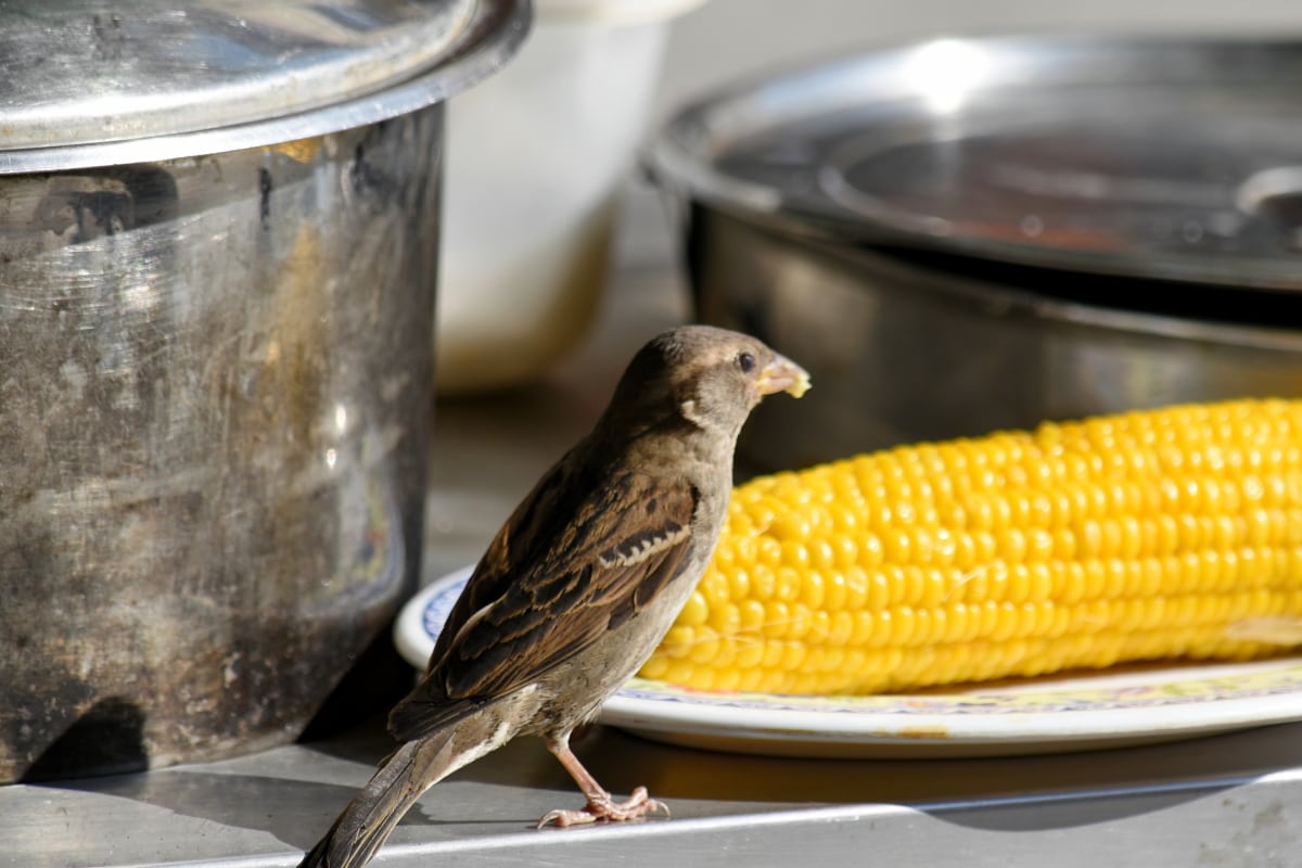 How to Protect Corn from Birds (Different Options and Methods)