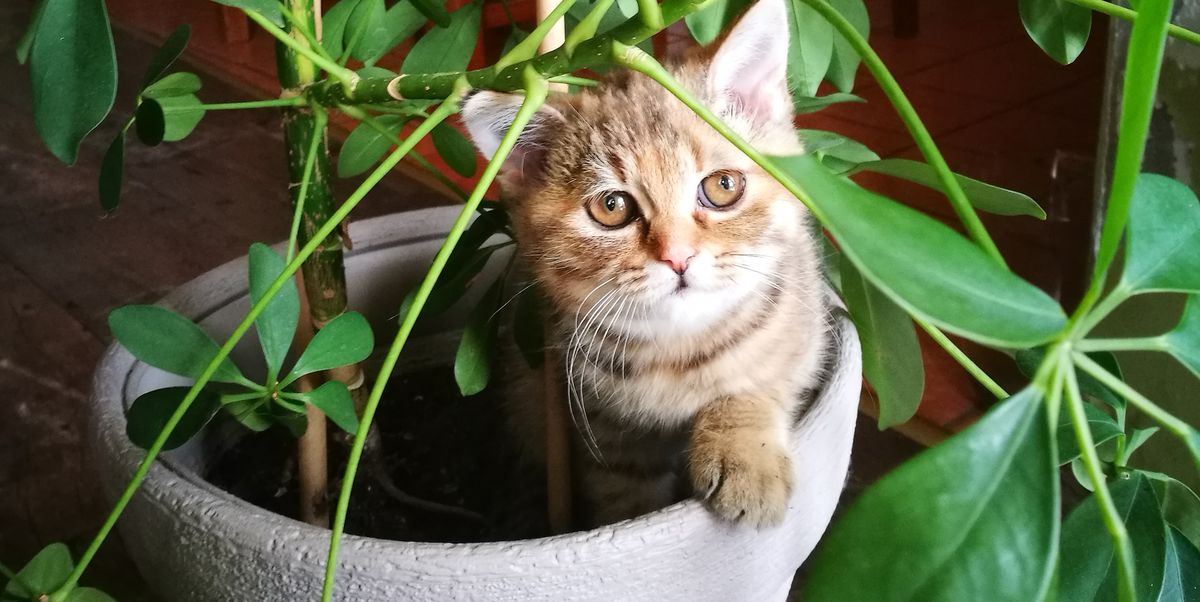 10 Best Houseplants Safe for Cats (With Pictures)