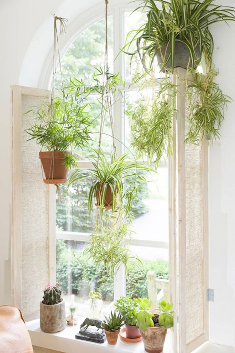 11 Clever Ways to Hang Your Plants