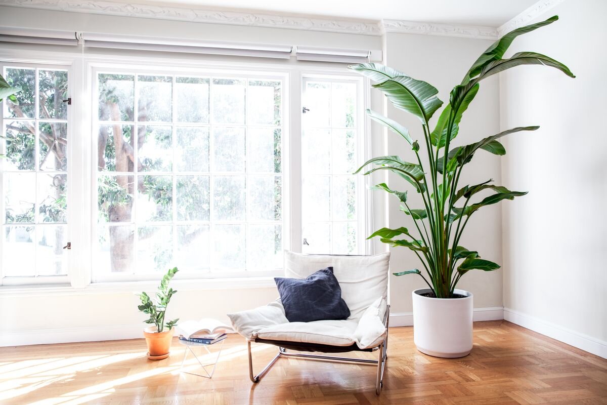 5 Best Beautiful Large Leaf Indoor Plant