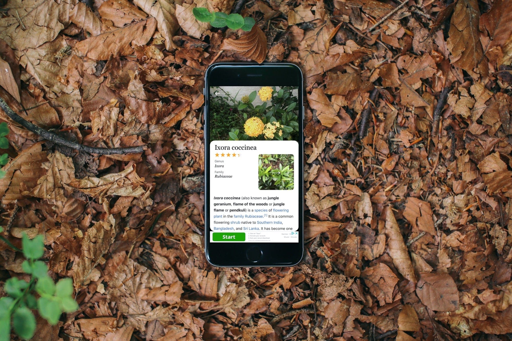 5 Best Plant Identification Apps 2022 (REVIEW)