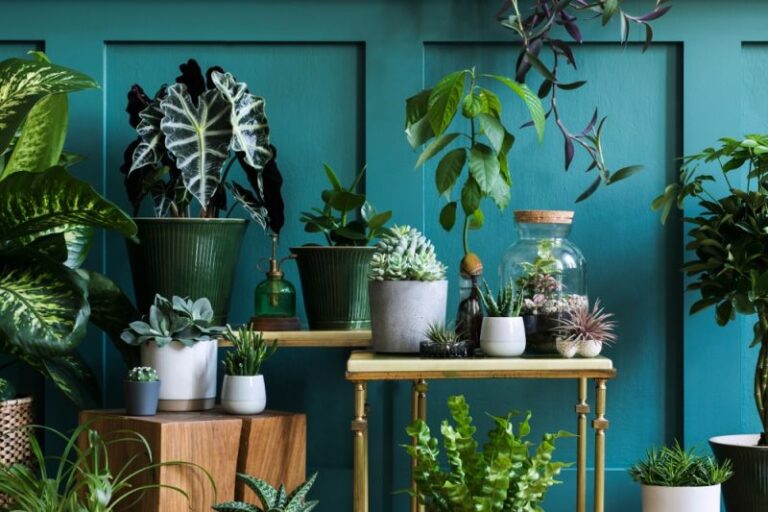 5 Types of Tropical Foliage House Plants