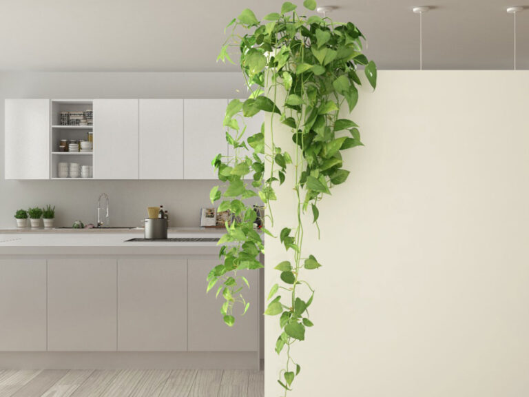 8 Best Indoor Climbing Plants for Your Urban Jungle