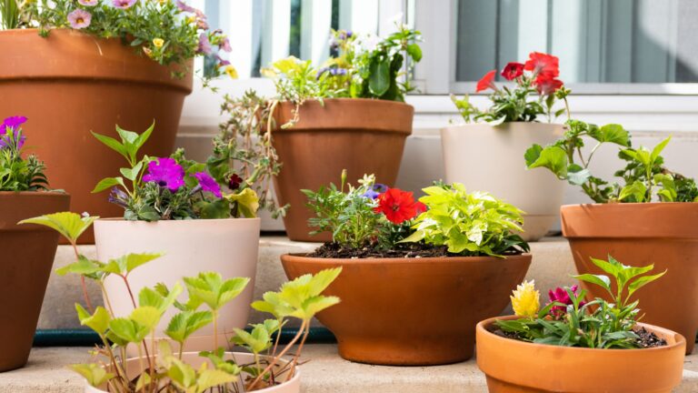 8-Plant-Combination-Ideas-for-Container-Garden-Full-sun