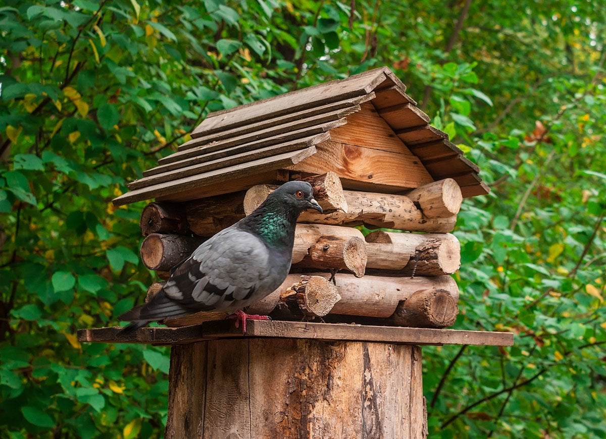 A Bird House on a Tree Stump