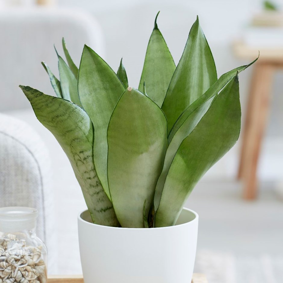 All About Sansevieria Moonshine, You Want to Know