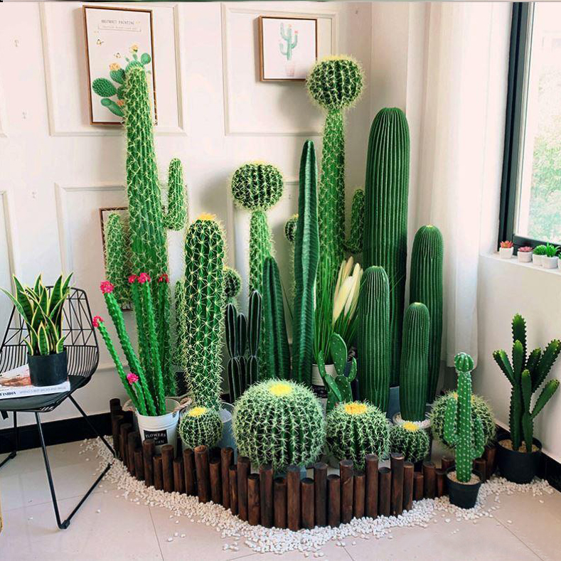 Best Large Indoor Cactus to Grow