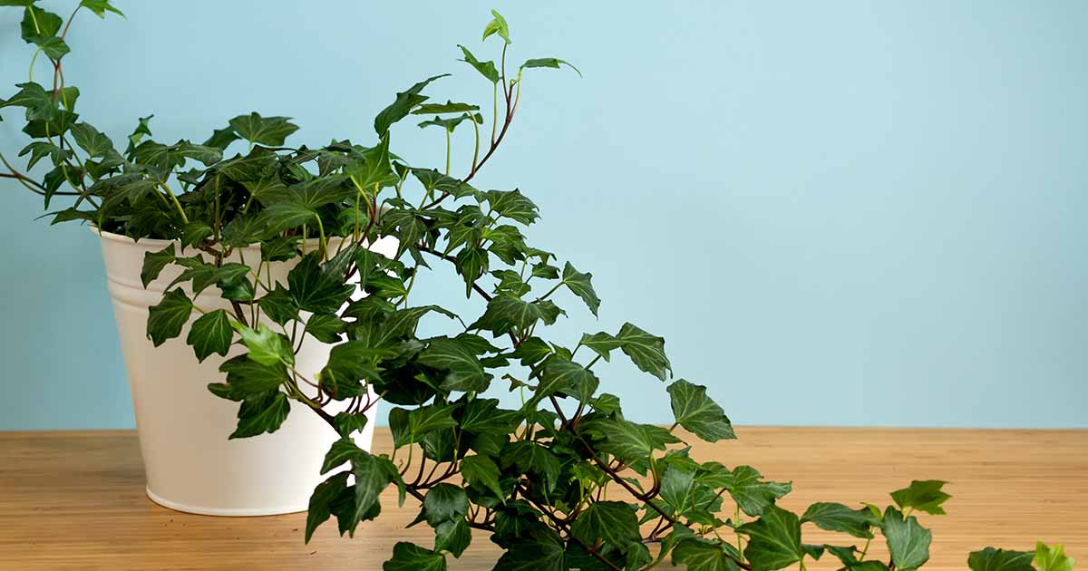 Best Types of Ivy Houseplants with Pictures
