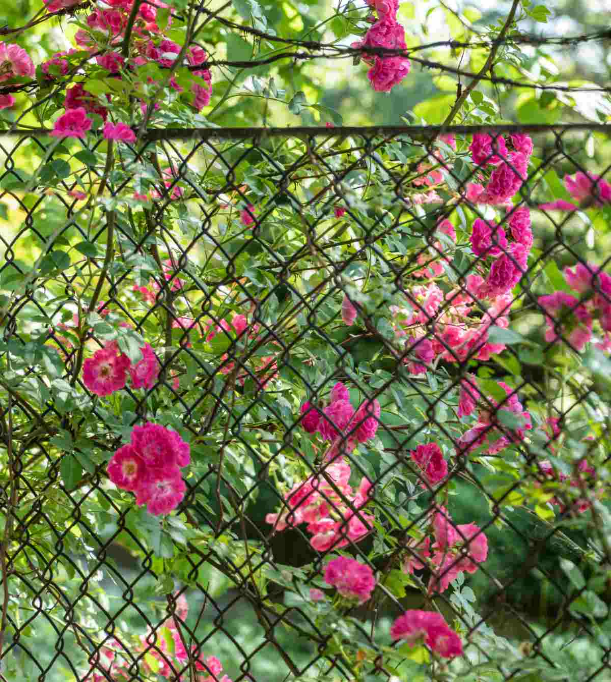 Chain Link Fence with Climbing Plants