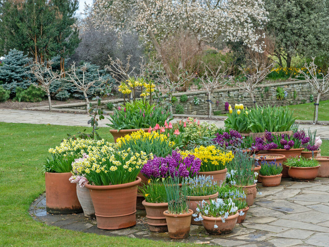 Colorful Flower Bed with Pots