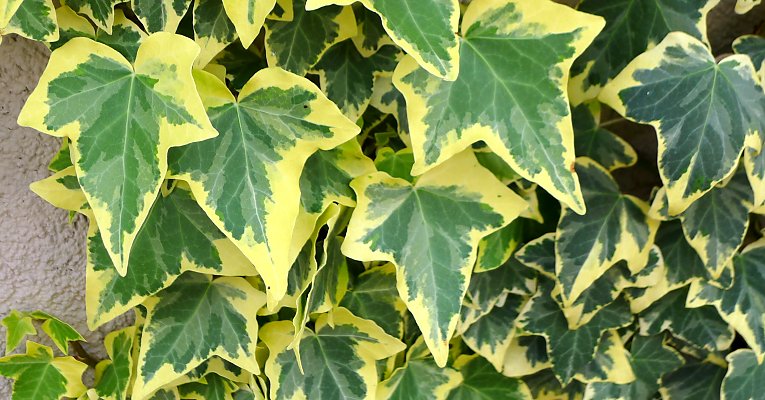 Goldchild ivy