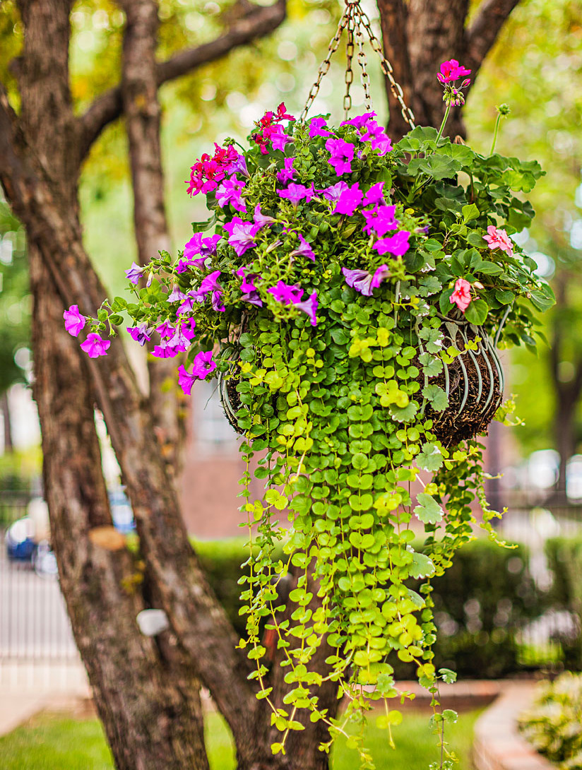 Hanging Planter on a Tree