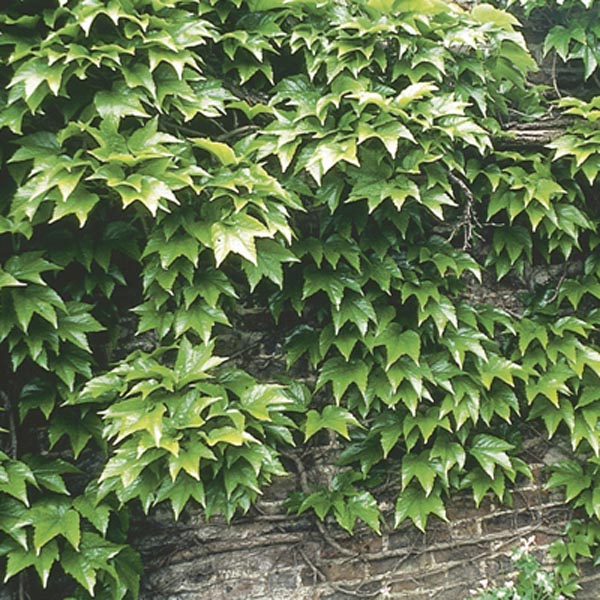 Japanese Ivy