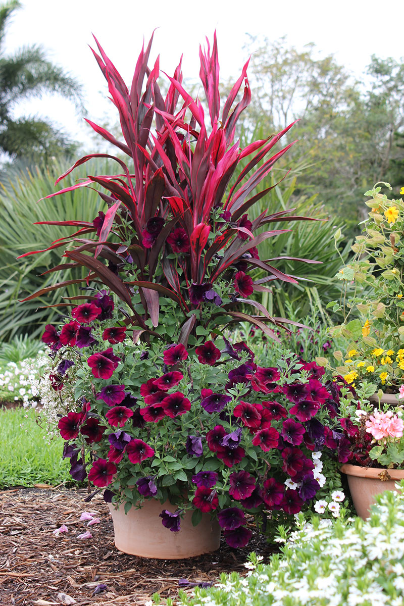 Mixed-Flower-Plants-in-Burgundy