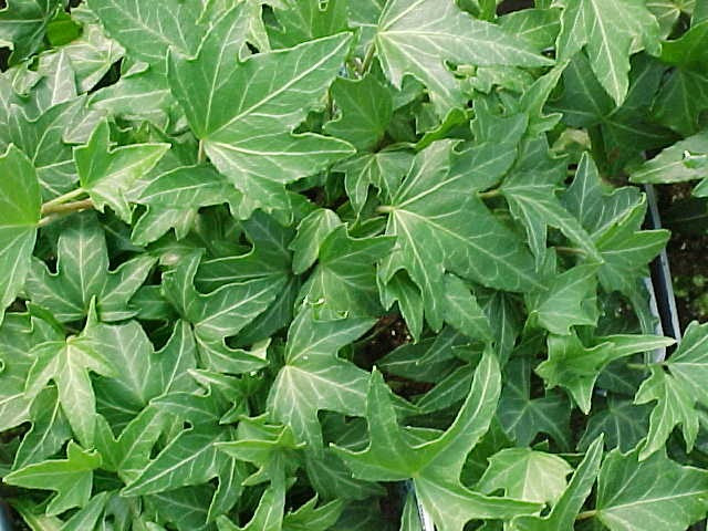 Needlepoint ivy