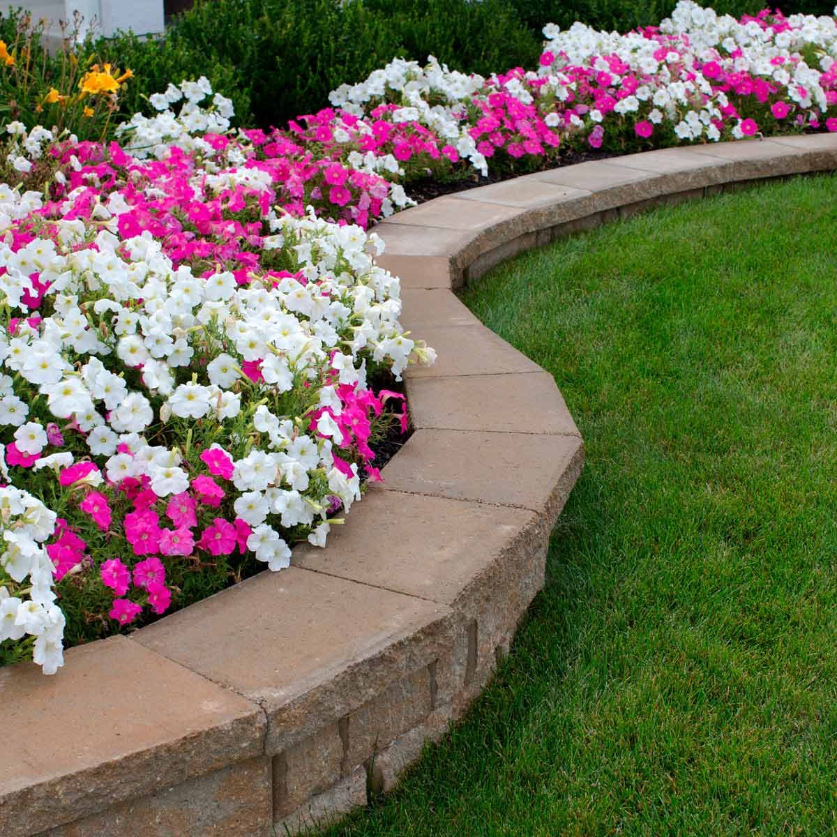 Pink and White Petunia Flower Bed