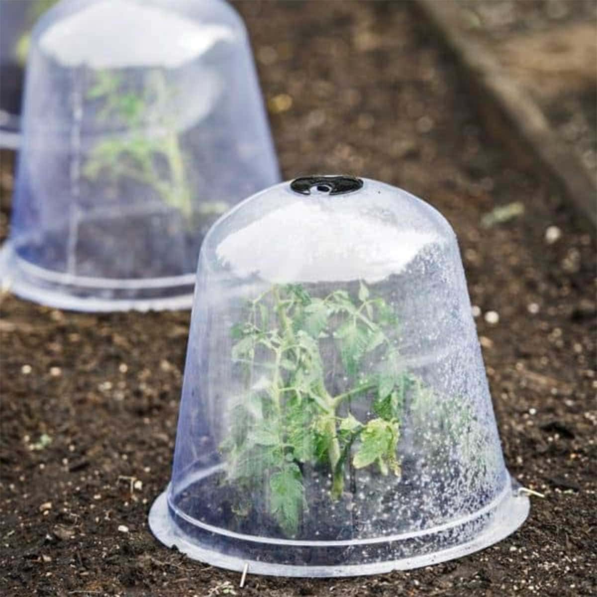 Plastic Cup Seedlings