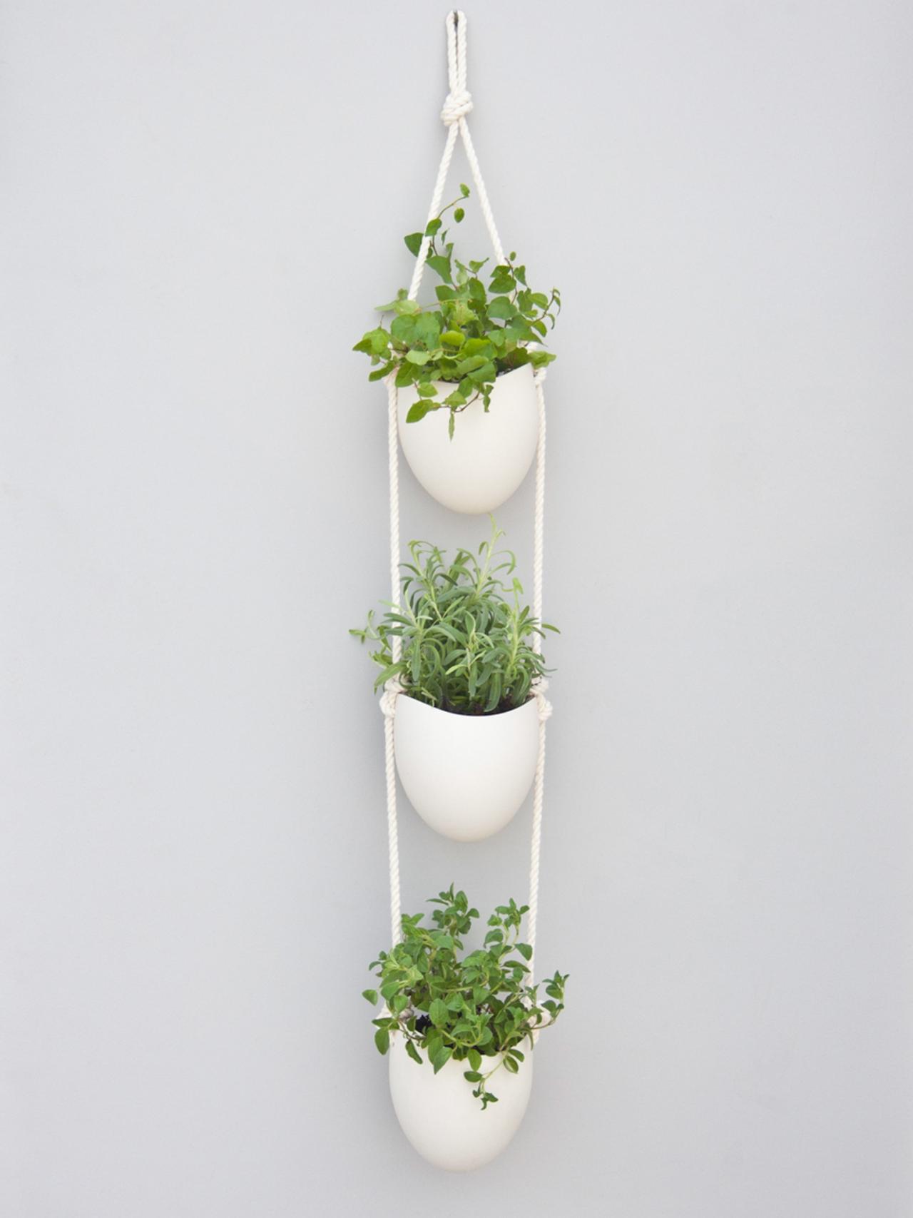 The hanging herb