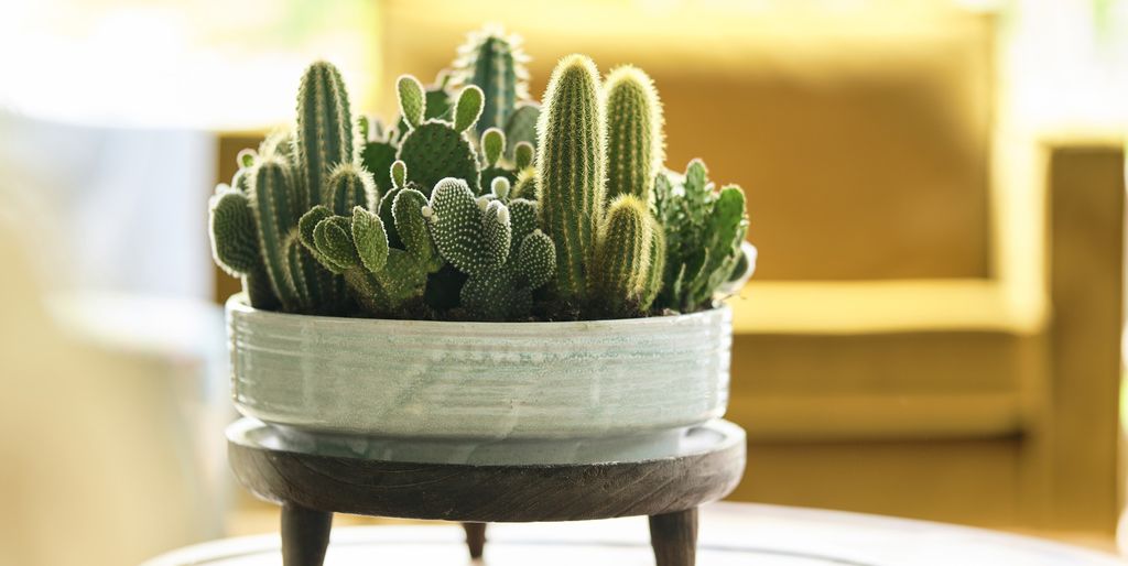 10 Best Flowering Cactus Plants & How to Make It