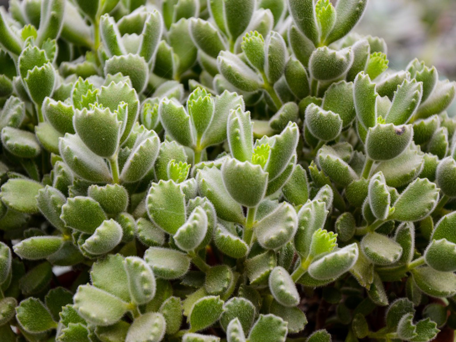 Bears Paw Succulent- How to Grow and Care