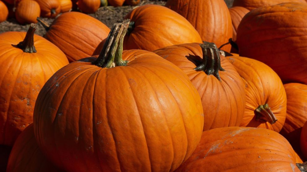 Choose the healthiest pumpkin