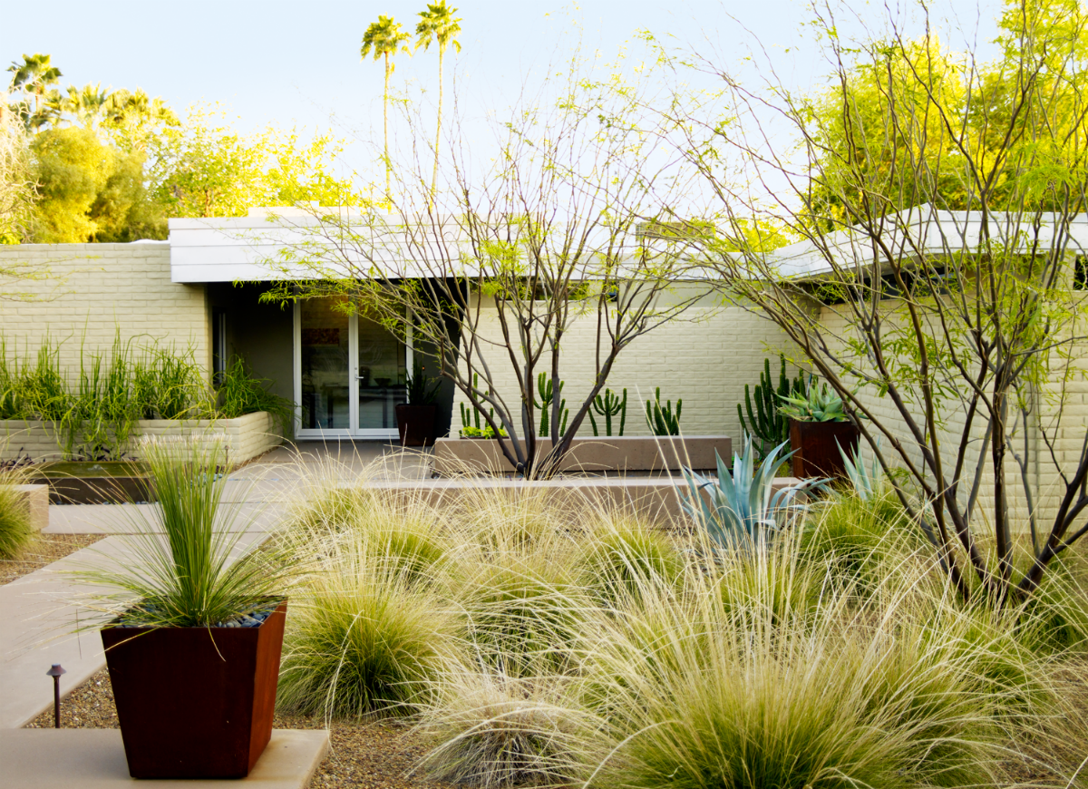 Desert Landscaping with Mexican Feather Grass and Small Trees
