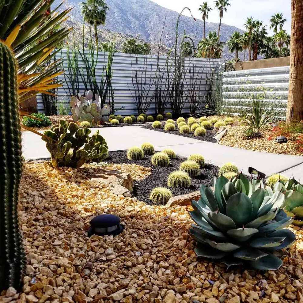 Golden Barrel Cactus and Succulents Desert Garden