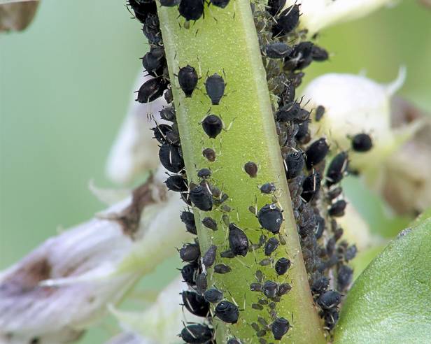 Identifying Black Aphids on Plants