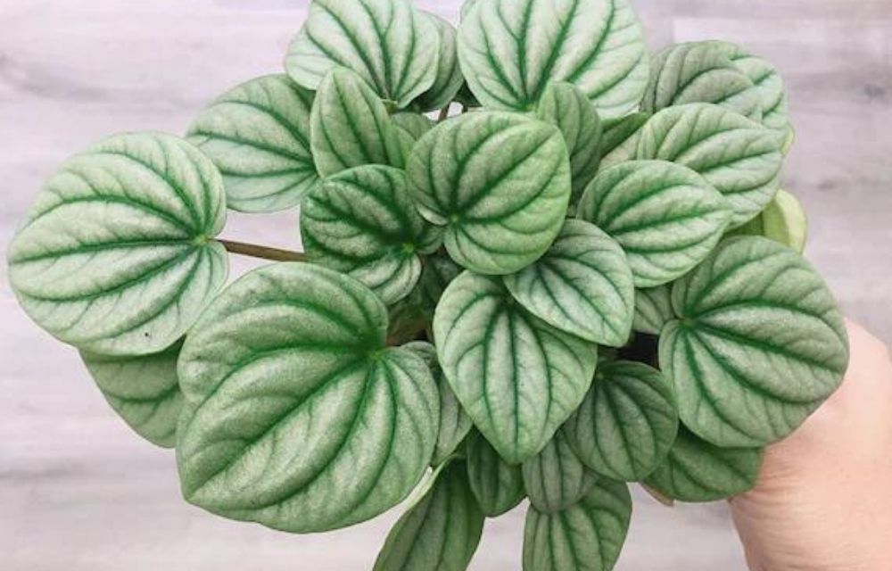 Peperomia Frost Care When Diseases Attack