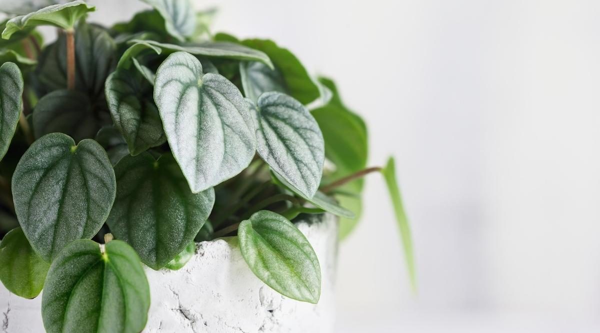Peperomia Frost- How to Grow and Care