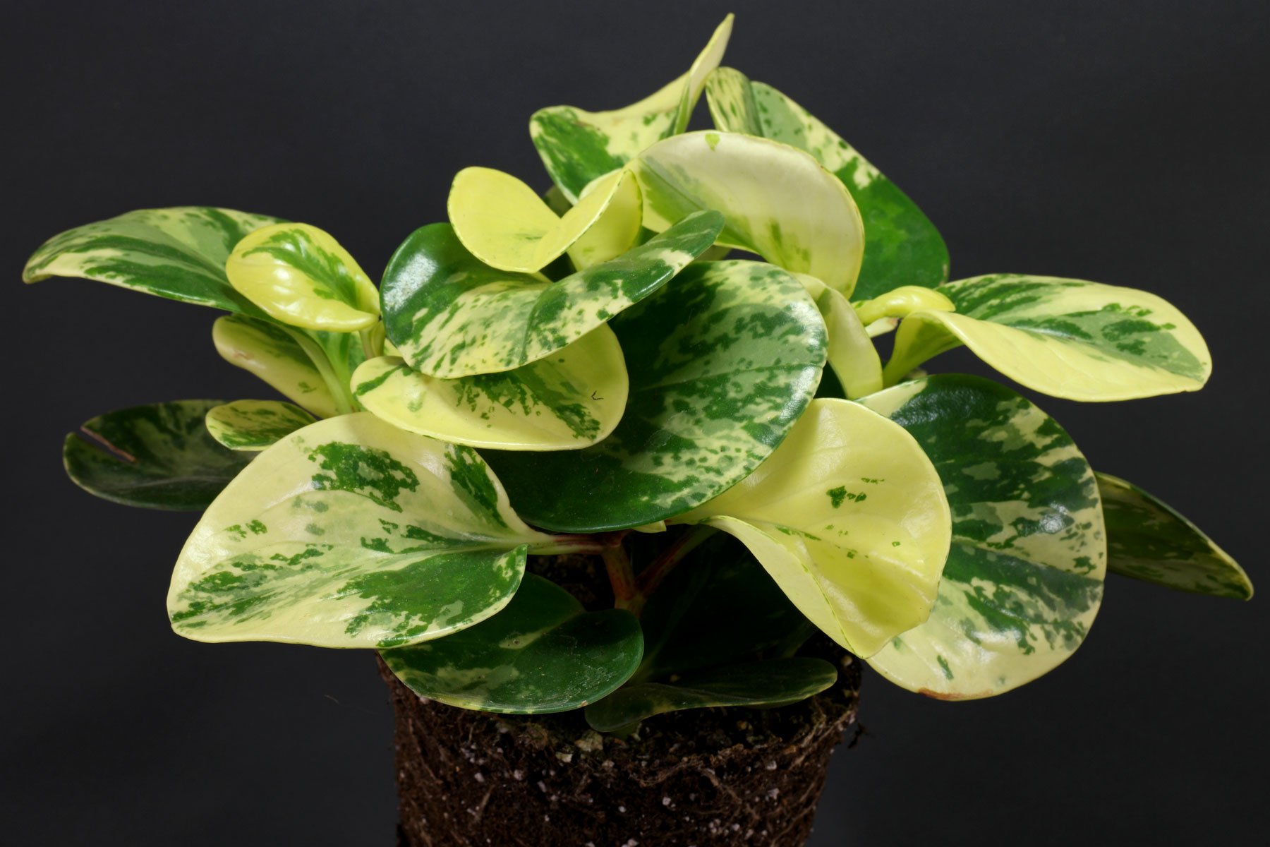 Peperomia Obtusifolia How to Grow and Care