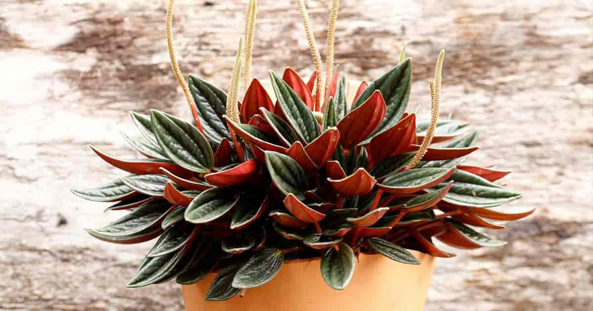 Peperomia Rosso- How to Grow and Care