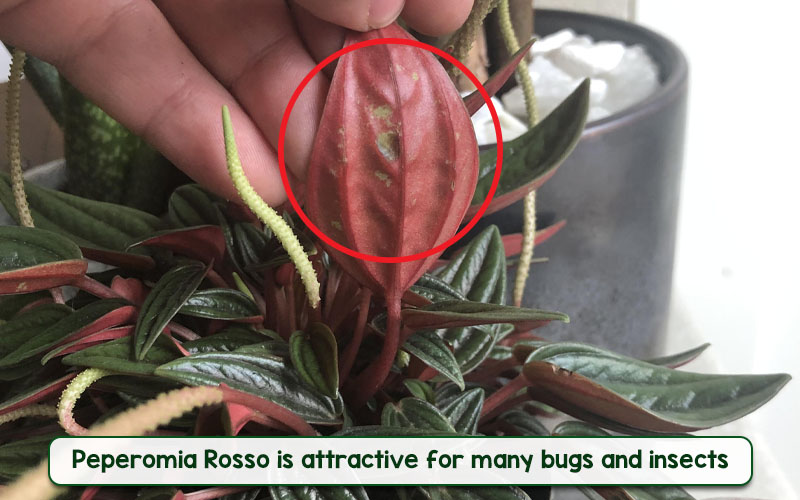 Pests and Diseases of Peperomia Rosso