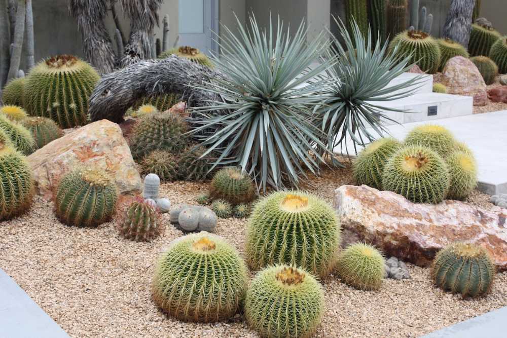 Small Desert Garden with Agave and Golden Barrel Cactus