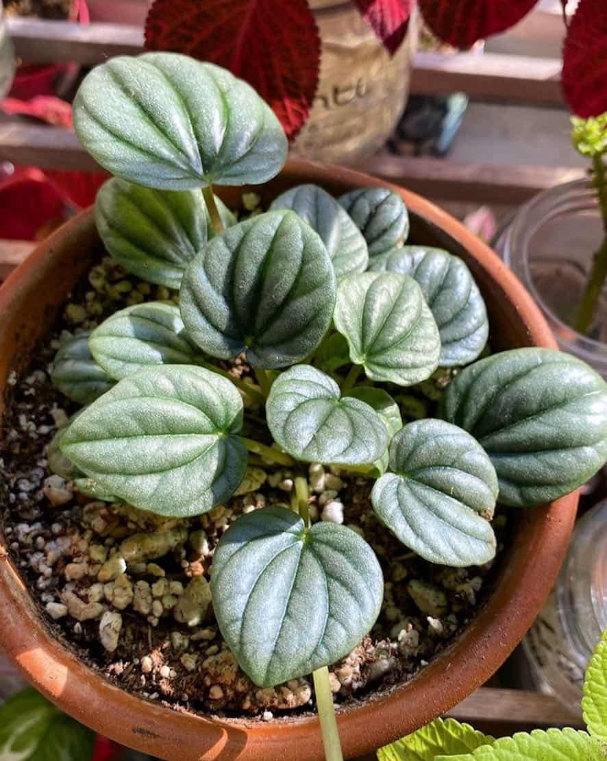 The best soil for peperomia frost